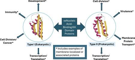 Nucleic acid-binding KH domain proteins influence a spectrum of biological pathways including as part of membrane-localized complexes