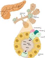 GPR30 is a potential player between islet cells and ductal HCO3− secretion