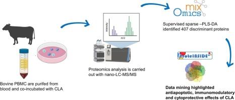 Conjugated linoleic acid (CLA) modulates bovine peripheral blood mononuclear cells (PBMC) proteome in vitro