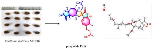 Cytotoxic xanthanolide sesquiterpenes from the fruits of Xanthium italicum Moretti