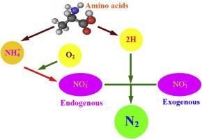 Fate of organic nitrogen in amino acids during alternating denitrification and nitrification