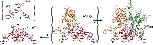 Solution structure, dynamics and tetrahedral assembly of Anti-TRAP, a homo-trimeric triskelion-shaped regulator of tryptophan biosynthesis in Bacillus subtilis