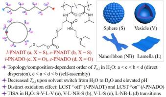 Impact of cyclic backbone and thioether functionality on thermoresponsive behaviors of multi-responsive Y-junction-bearing polyacrylamides