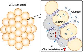 Downregulation of chemoresistance by claudin-14 silencing in human colorectal cancer cells