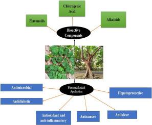 Exploring the therapeutic potential of Moringa oleifera Lam. in Traditional Chinese Medicine: A comprehensive review