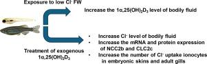 Vitamin D is involved in the regulation of Cl− uptake in zebrafish (Danio rerio)