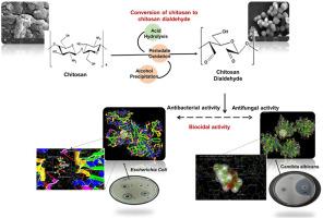 In vitro and in silico approach towards antimicrobial and antioxidant behaviour of water-soluble chitosan dialdehyde biopolymers