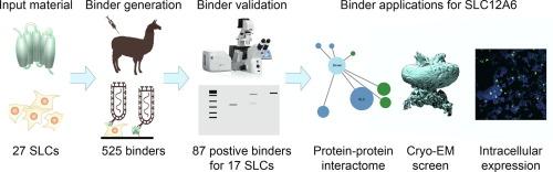 Protein Binder Toolbox for Studies of Solute Carrier Transporters