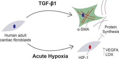 Distinct phenotypes induced by acute hypoxia and TGF-β1 in human adult cardiac fibroblasts