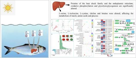 Proteomics and metabolomics analysis of American shad (Alosa sapidissima) liver responses to heat stress