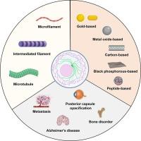 Cytoskeleton-modulating nanomaterials and their therapeutic potentials