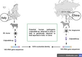 Molecular detection of Colpodella sp. and other tick-borne pathogens in ticks of ruminants, Italy