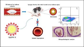 Quercetin conjugated PSC-derived exosomes to inhibit intimal hyperplasia via modulating the ERK, Akt, and NF-κB signaling pathways in the rat carotid artery post balloon injury