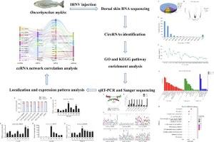 Identification and characterization of circular RNAs in the skin of rainbow trout (Oncorhynchus mykiss) infected with infectious hematopoietic necrosis virus