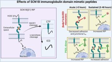 Development and characterization of the mode-of-action of inhibitory and agonist peptides targeting the voltage-gated sodium channel SCN1B beta-subunit