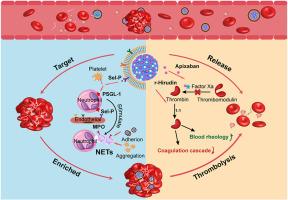 Combined drug anti-deep vein thrombosis therapy based on platelet membrane biomimetic targeting nanotechnology