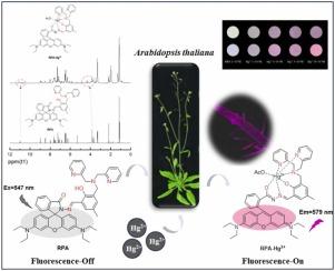 A highly sensitive polydentate ligand-based fluorescent probe for imaging of Hg2+ in Arabidopsis thaliana