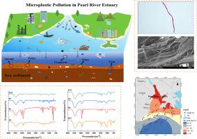 Spatial distribution, morphology, and risk assessment of microplastics in sediment from the Pearl River Estuary, China