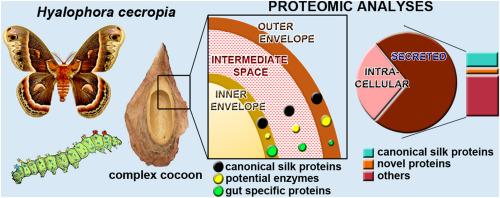 A comprehensive gene expression analysis of the unique three-layered cocoon of the cecropia moth, Hyalophora cecropia