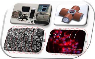 Enhancement of chemotherapy effects by non-lethal magneto-mechanical actuation of gold-coated magnetic nanoparticles