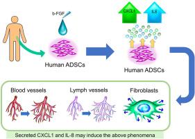 Cytokines released from human adipose tissue-derived stem cells by bFGF stimulation: Effects of IL-8 and CXCL-1 on wound healing