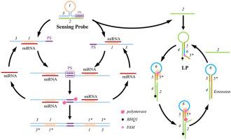 Palindrome sequence mediated target recycling integrating with self-priming assisted signal reaction for sensitive miRNA detection