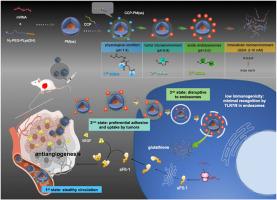 Triple-transformable dynamic surroundings for programmed transportation of bio-vulnerable mRNA payloads towards systemic treatment of intractable solid tumors