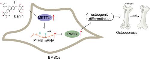 Icariin upregulates methyltransferase-like 14-mediated prolyl 4-hydroxylase beta subunit m6A modification to promote osteogenic differentiation of bone marrow stem cells