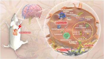 Invasive metastatic tumor-camouflaged ROS responsive nanosystem for targeting therapeutic brain injury after cardiac arrest