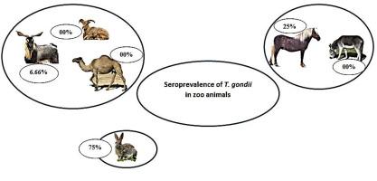 First report on seroprevalence of Toxoplasma gondii infection in zoo animals in Algeria