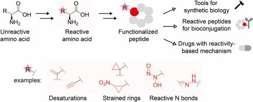 Biosynthesis and recruitment of reactive amino acids in nonribosomal peptide assembly lines