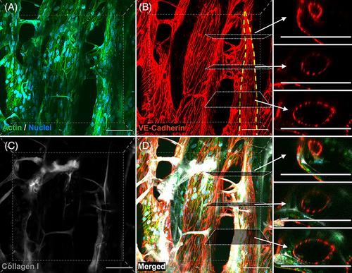 Porous collagen scaffolds enable endothelial lumen formation in vitro under both static and dynamic growth conditions