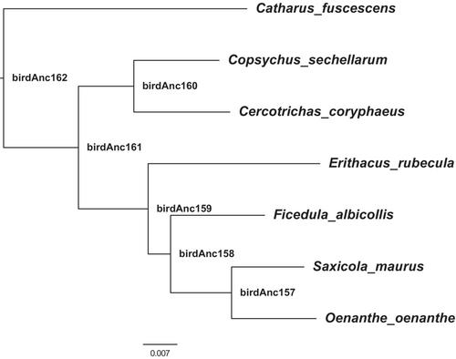 When birds of a feather flock together: Severe genomic erosion and the implications for genetic rescue in an endangered island passerine