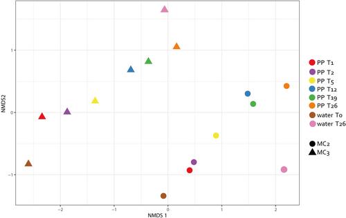 Exploring plastic biofilm formation and Escherichia coli colonisation in marine environments