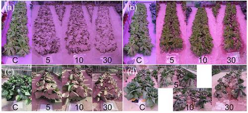 Exposure of vegetables to simulated volcanic ashfall reveals production loss controlled by plant traits and growth stage