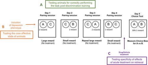 The Affective Bias Test and Reward Learning Assay: Neuropsychological Models for Depression Research and Investigating Antidepressant Treatments in Rodents