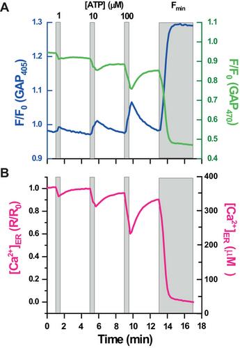 Using Fluorescent GAP Indicators to Monitor ER Ca2+