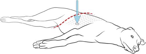 2024 RECOVER Guidelines: Updated treatment recommendations for CPR in dogs and cats