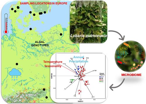 The microbiome of the lichen Lobaria pulmonaria varies according to climate on a subcontinental scale