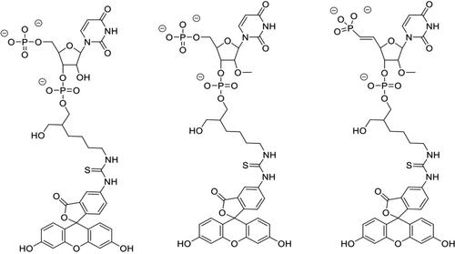 Structure and Stability of Ago2 MID-Nucleotide Complexes: All-in-One (Drop) His6-SUMO Tag Removal, Nucleotide Binding, and Crystal Growth