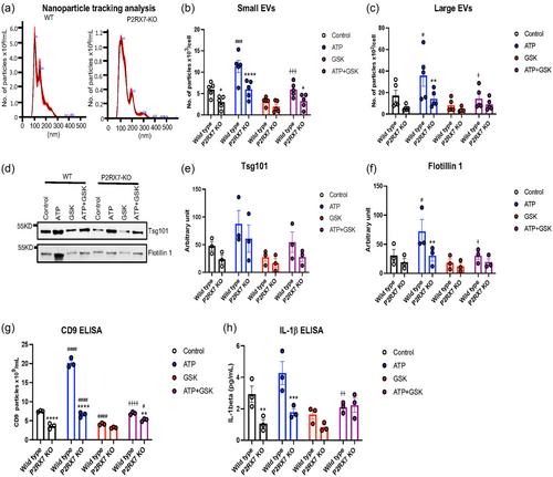 P2RX7 plays a critical role in extracellular vesicle-mediated secretion of pathogenic molecules from microglia and astrocytes