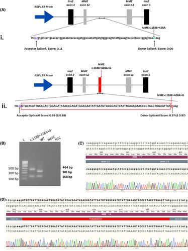 A deep intronic variant in MME causes autosomal recessive Charcot–Marie–Tooth neuropathy through aberrant splicing