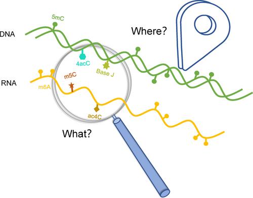 Discovery and Accurate Detection of Rare Nucleic Acid Modifications