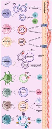 Exosomes in asthma: Underappreciated contributors to the pathogenesis and novel therapeutic tools