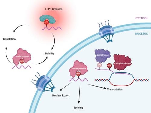 Regulatory Role of RNA N6-Methyladenosine Modification in Plants