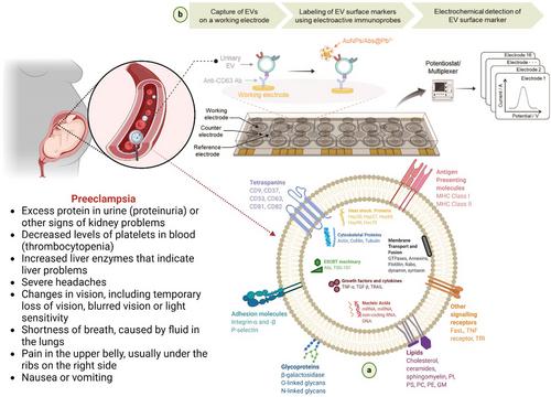 Role of vertical circulating exosomes biomarkers in preeclampsia