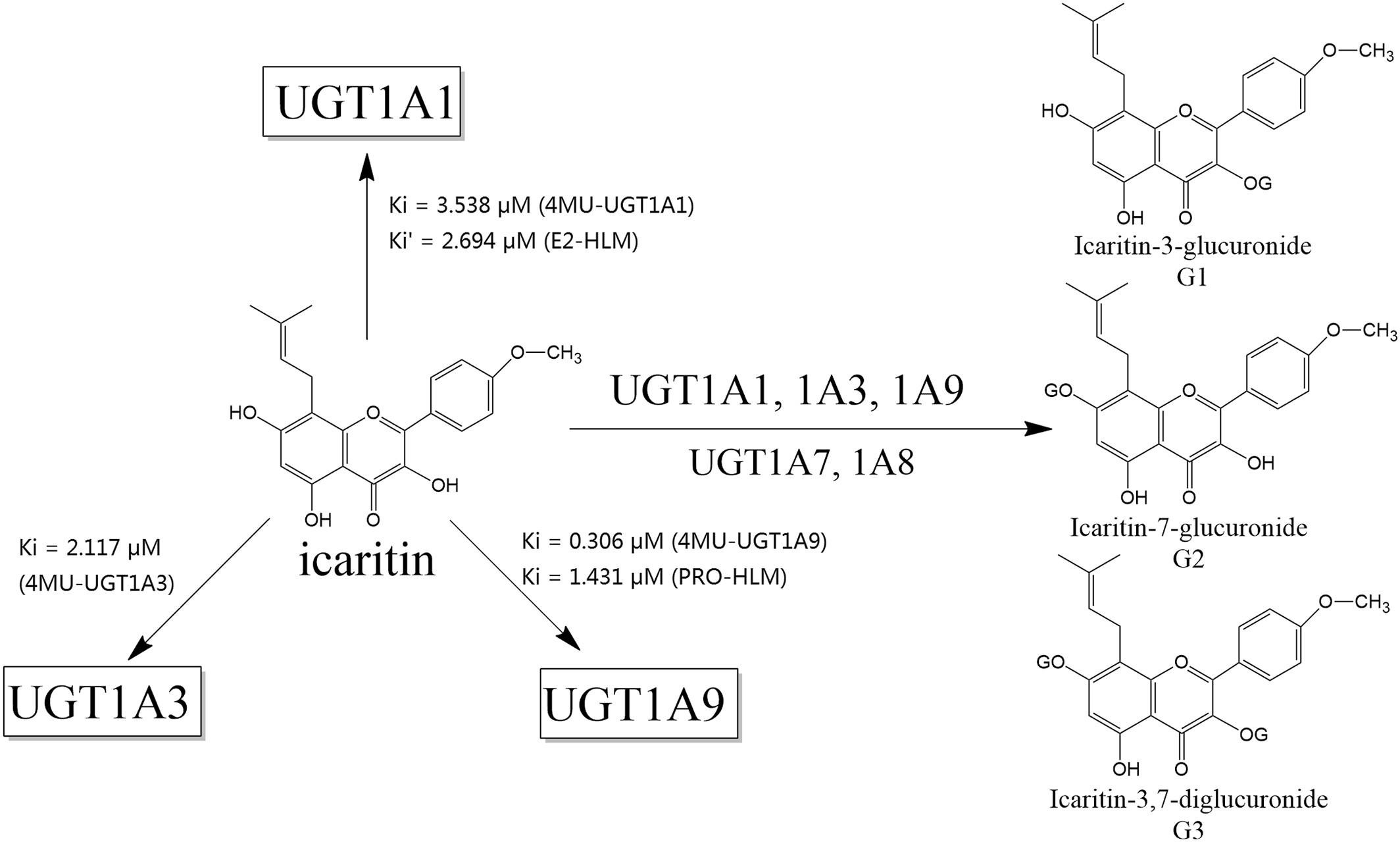 Icaritin exhibits potential drug–drug interactions through the inhibition of human UDP-glucuronosyltransferase in vitro