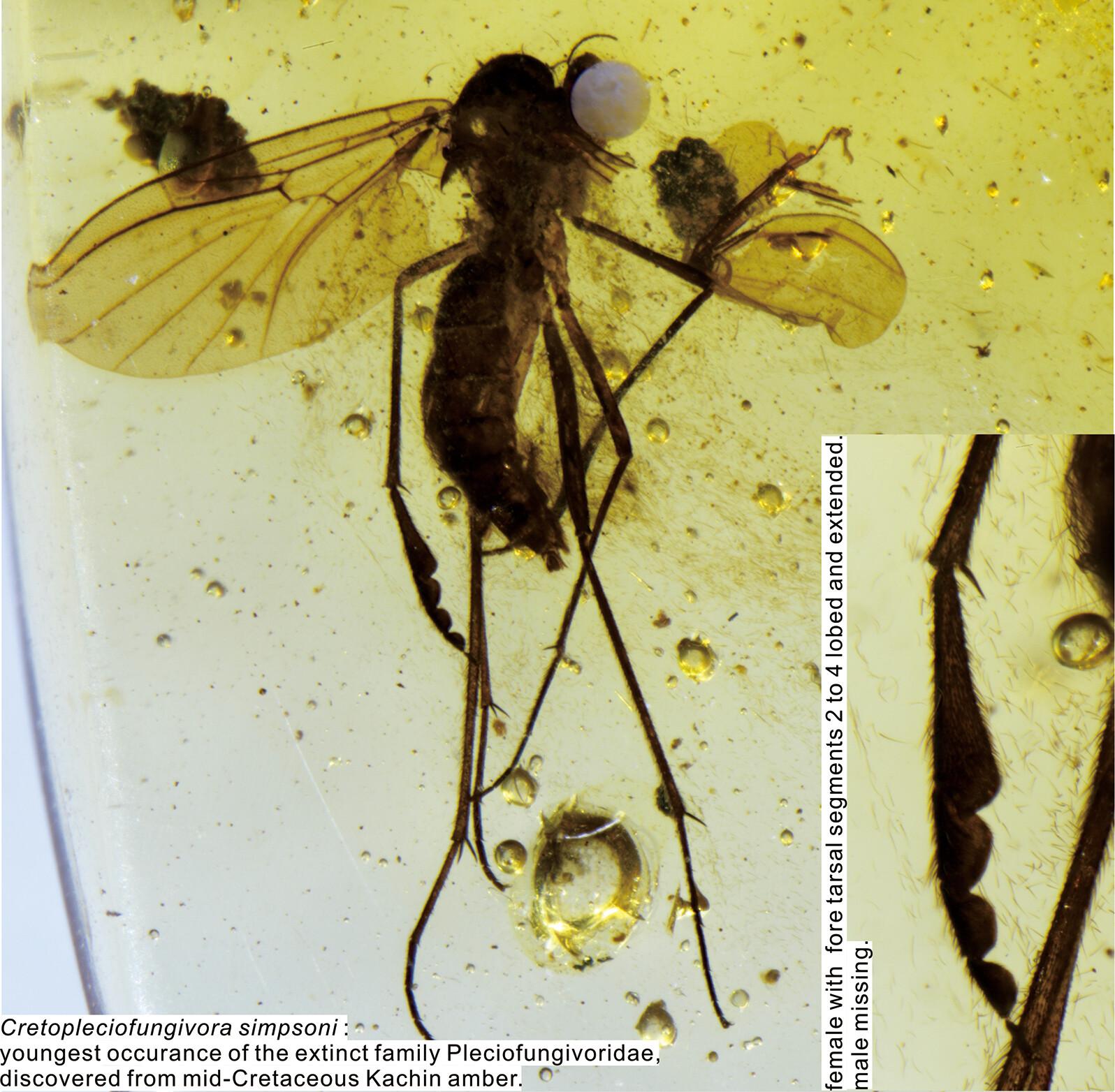 Flat-footed Females and Missing Males: A New Genus and Species of Pleciofungivoridae (Diptera: Bibionomorpha) Represents the First Record of the Family from Mid-Cretaceous Kachin Amber