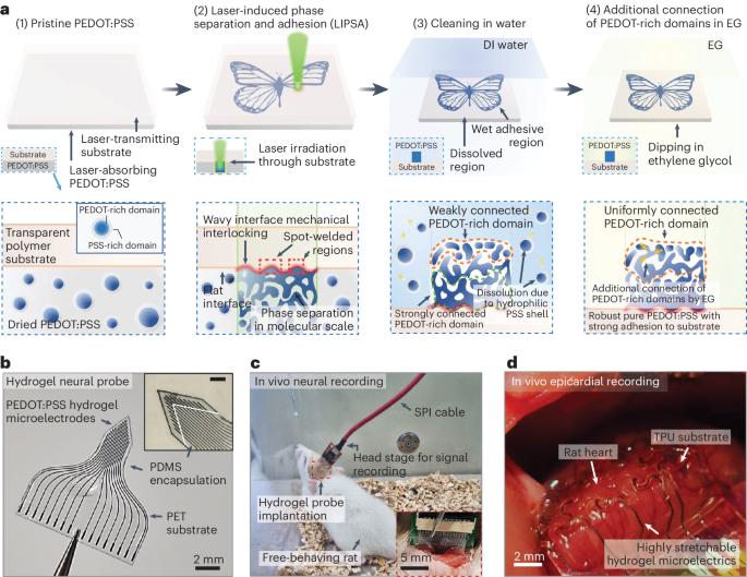 Stable and reliable bio-interfacing electrodes based on conductive hydrogels