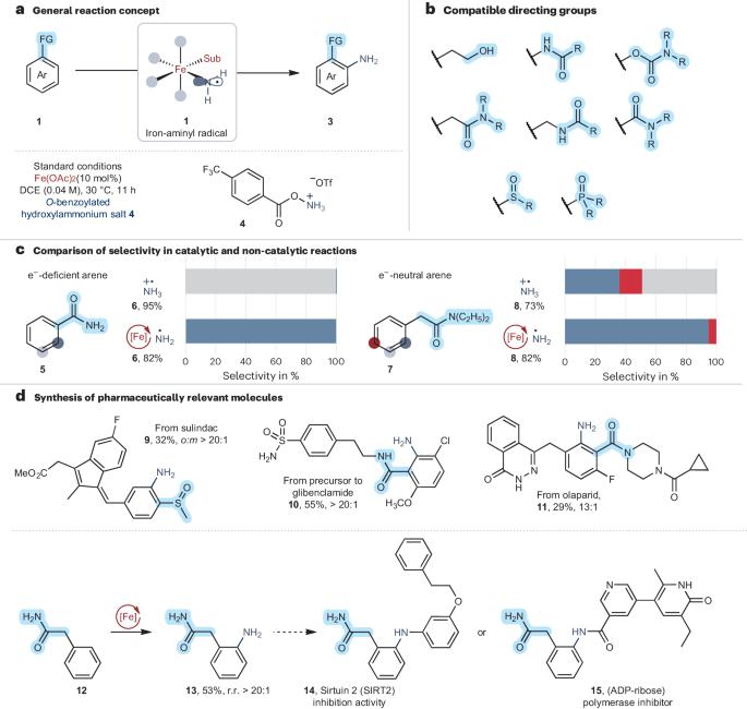 A radical strategy towards ortho-amination reactions